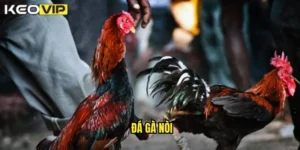 đá gà nòi
