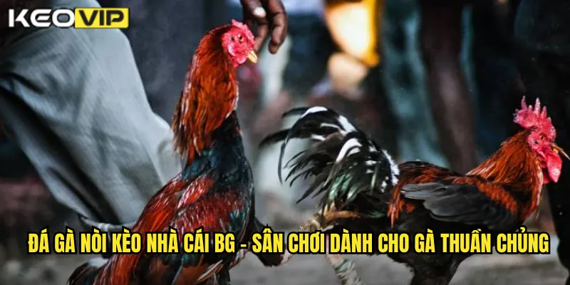 Đá gà nòi kèo nhà cái bg - Sân chơi dành cho gà thuần chủng