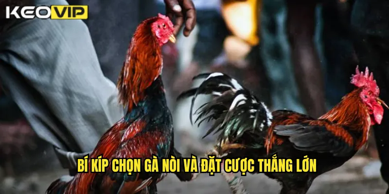 Bí kíp chọn gà nòi và đặt cược thắng lớn