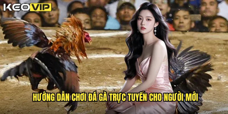 Hướng dẫn chơi đá gà trực tuyến cho người mới