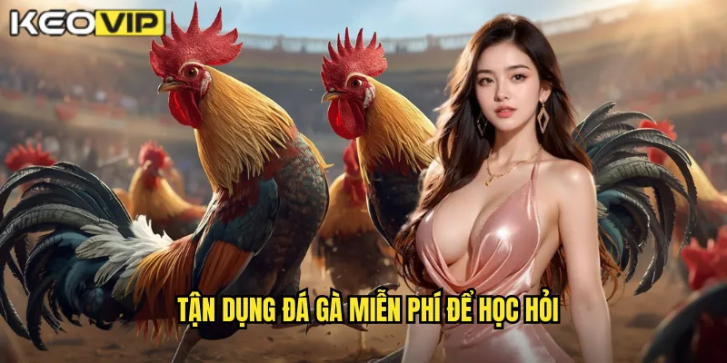 Tận dụng đá gà miễn phí để học hỏi