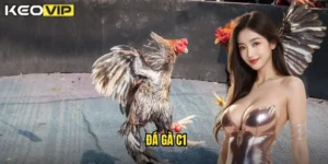 đá gà C1