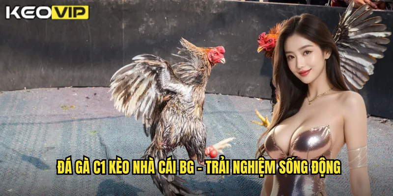 Đá gà C1 kèo nhà cái bg - Trải nghiệm sống động