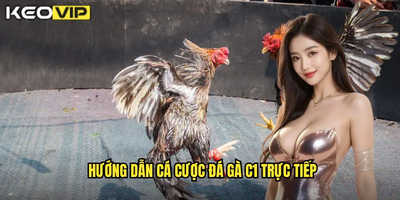 Hướng dẫn cá cược đá gà C1 trực tiếp