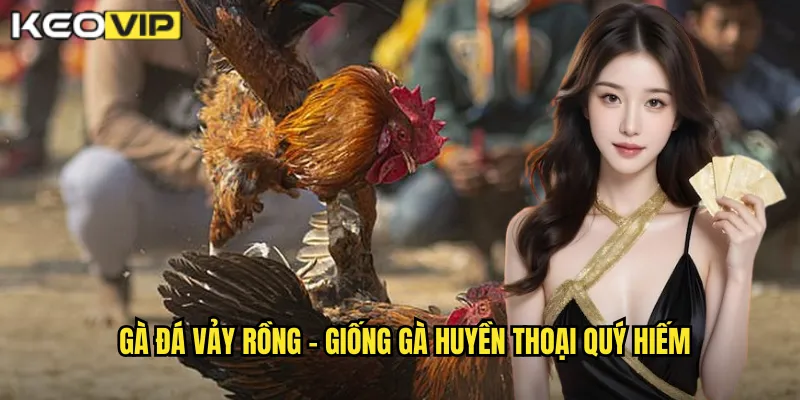 Gà đá vảy rồng - Giống gà huyền thoại quý hiếm