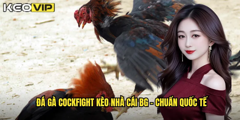 Đá gà Cockfight kèo nhà cái bg - Chuẩn quốc tế