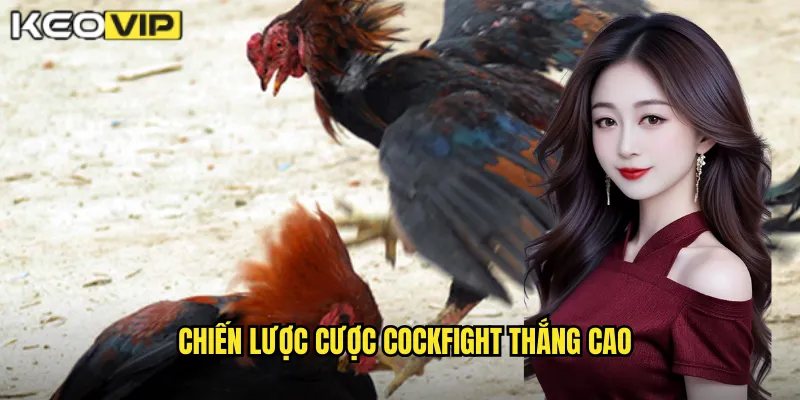 Chiến lược cược Cockfight thắng cao