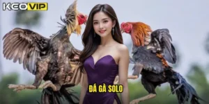 đá gà solo