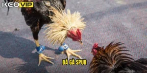 đá gà spur