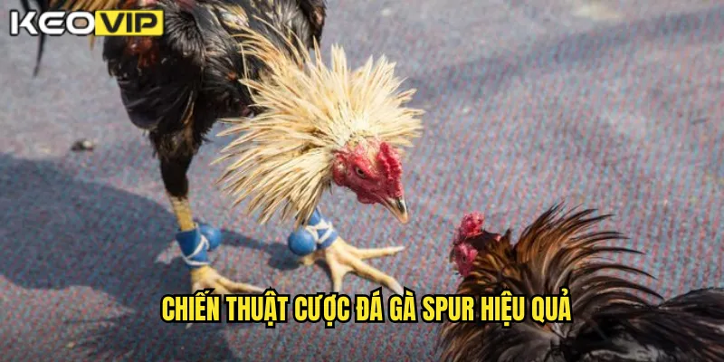 Chiến thuật cược đá gà spur hiệu quả