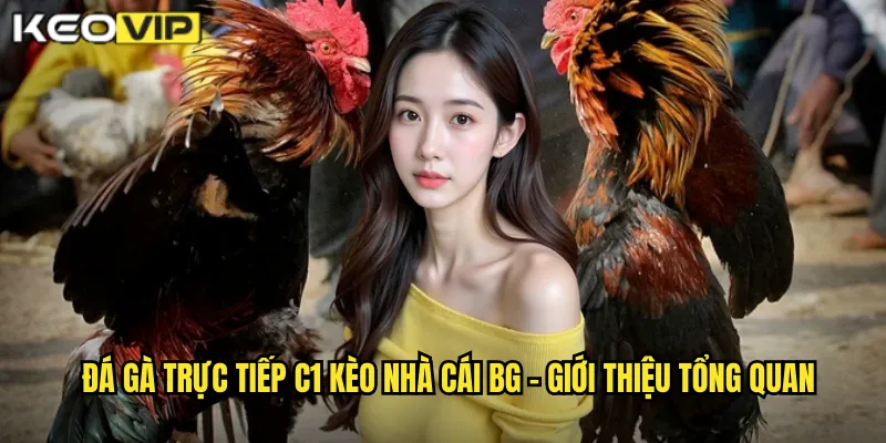 Đá gà trực tiếp C1 kèo nhà cái bg - Giới thiệu tổng quan