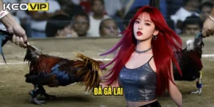 đá gà lai