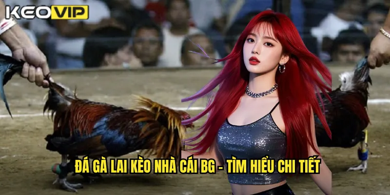Đá gà lai kèo nhà cái bg - Tìm hiểu chi tiết