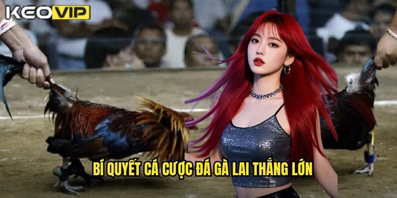 Bí quyết cá cược đá gà lai thắng lớn