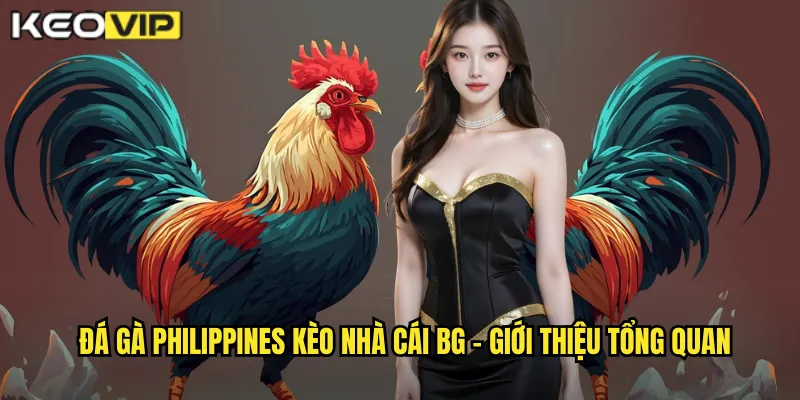 Đá gà Philippines kèo nhà cái bg - Giới thiệu tổng quan
